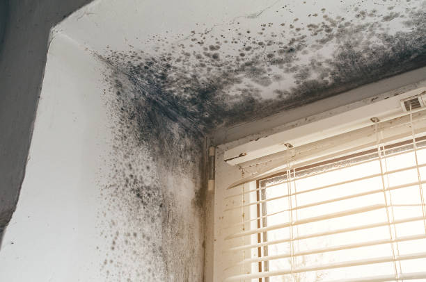 Affordable Mold Cleanup solutions in Randallstown, MD